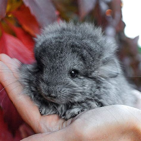 Purchase a live chinchilla from your local PetSmart. Check the availability of this small pet at your nearest PetSmart here! Skip to content. Enable accessibility | Gift card | Track your order Sign up, earn points, get treats PetSmart. Start typing, then use the up and down arrows to select an option from the list